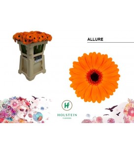 Germini Allure