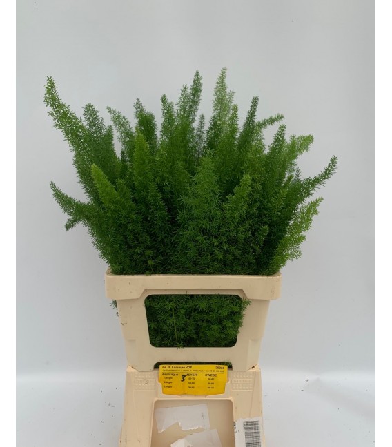 Asparagus Dens Myers 60 cm