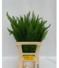 Asparagus Dens Myers 60 cm