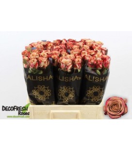 Rose Cappuccino 60 cm