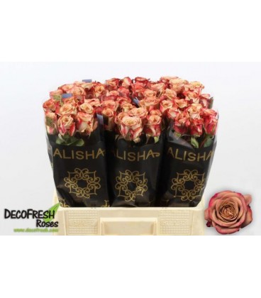 Rose Cappuccino 60 cm