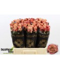 Rose Cappuccino 60 cm