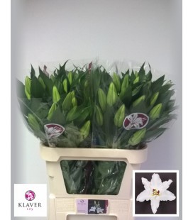 Lys or signum 95 cm ( petit)