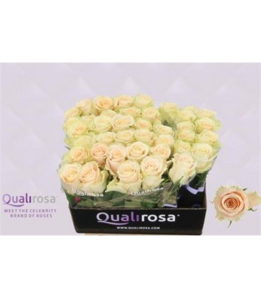 Rose Charmant 50 cm
