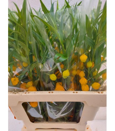 Ornithogalum Saundersiae