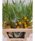 Ornithogalum Saundersiae