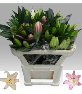 Lys Or  mix 70 cm