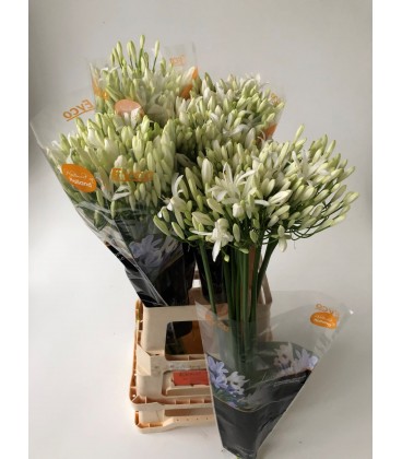 Agapanthe Blanche