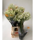 Agapanthe Blanche