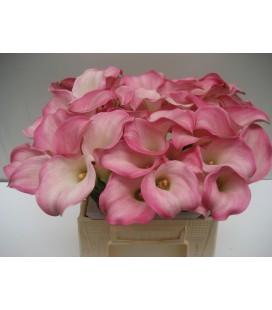Calla Captaine Alma 40 cm