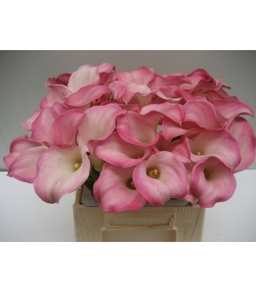 Calla Captaine Alma 40 cm