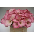Calla Captaine Alma 40 cm