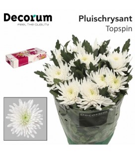 Chrysanteme Topspin