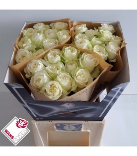 Rose Lady Lindsey 70 cm