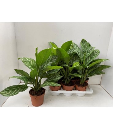 Aglaonema Stripes pot 17 cm