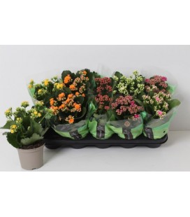 Kalanchoe mix Ø 10.5