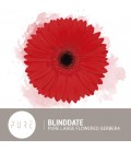 Gerbera Blinddate 