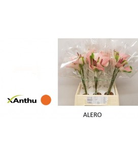 Anthurium Alero x 5