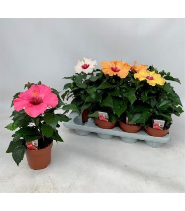 Hibiscus pot de 13 mix