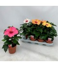 Hibiscus pot de 13 mix