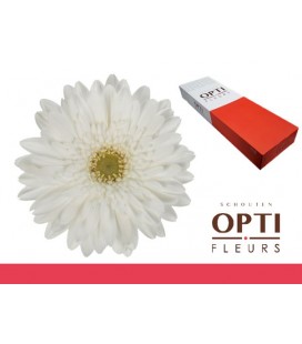 Gerbera Swanlake x25