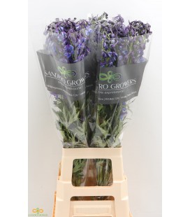 Delphinium Volkerfrieden 100 cm