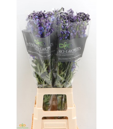 Delphinium Volkerfrieden 100 cm
