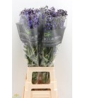 Delphinium Volkerfrieden 100 cm