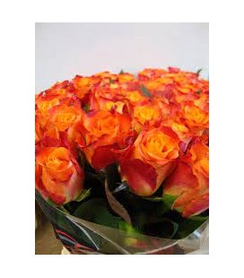 Rose Maryo 35 cm