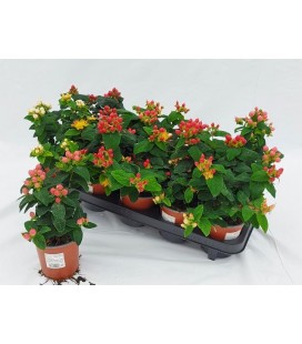 Hypericum Androsaenum Ø  11