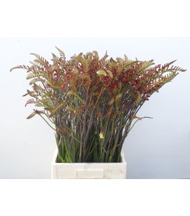Crocosmia Lucifer