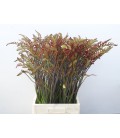 Crocosmia Lucifer 90 cm