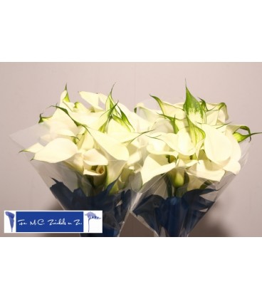 Calla Captaine Ventura 65 cm