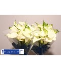 Calla Captaine Ventura 65 cm