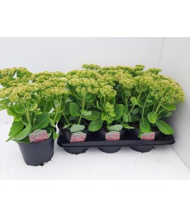 Sedum pot de 17