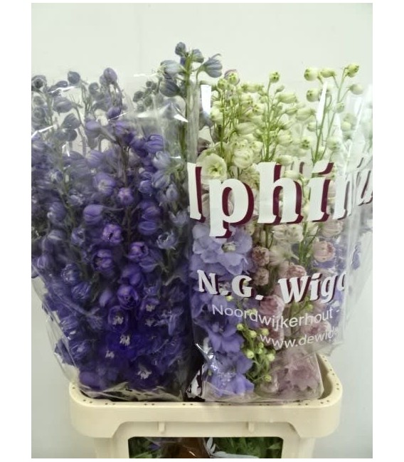 Delphinium double mix 100 cm