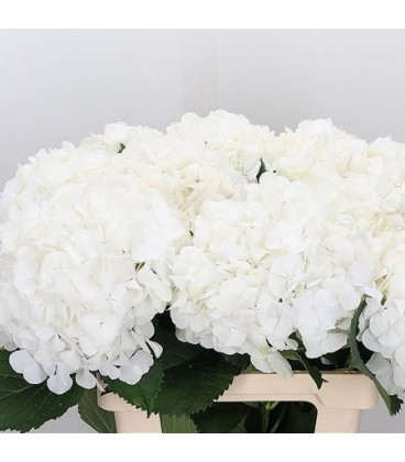 Hortensia White Verena 75 cm