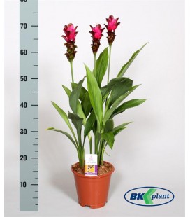 Curcuma pot de 17
