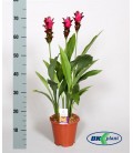 Curcuma pot de 17