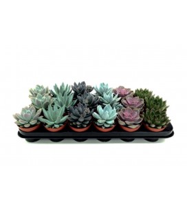Echeveria Mélange Pot de 8.5