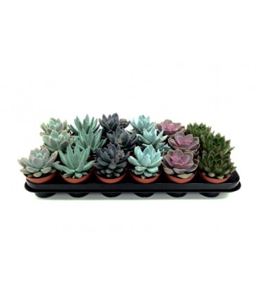 Echeveria Mélange Pot de 8.5