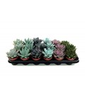 Echeveria Mélange Pot de 8.5
