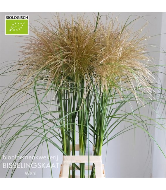 Miscanthus Sinensis 105 cm