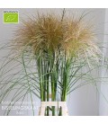 Miscanthus Sinensis 110 cm