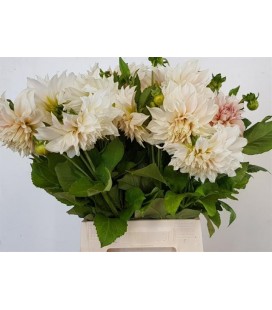Dahlia Cafe au lait 50 cm