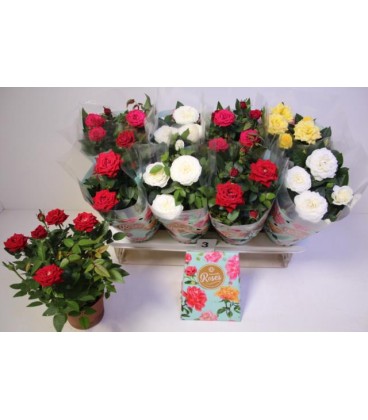 Rosier pot de 13 