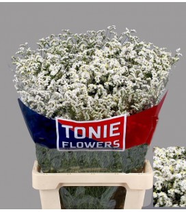 Limonium blanc 70 cm