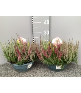 Calluna coupe 23 cm High five