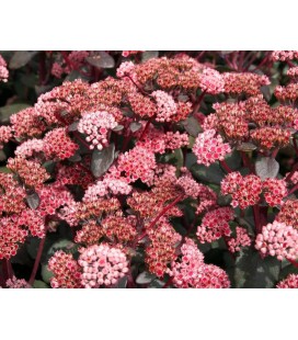 Sedum Matrona 45 cm