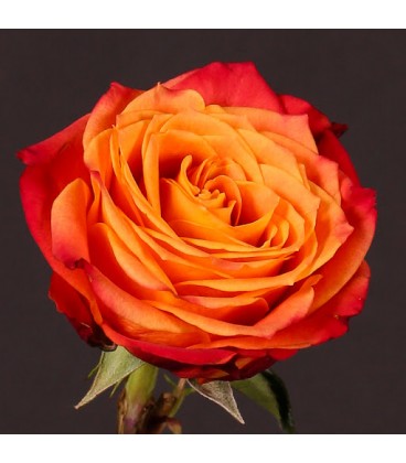 Rose Equat Atomic 50 cm x 25